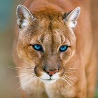 Светлана Кугуарлэнд