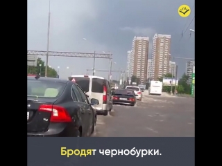 Песня про оленей