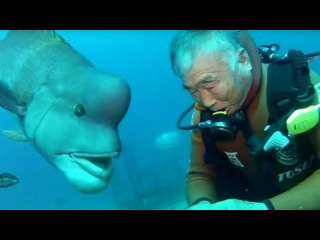 This Fish Named Yoriko And A Japanese Scuba Diver Are Best Friends For Over 25 years