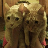 Елена Траншель