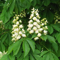 Ирина Шутова