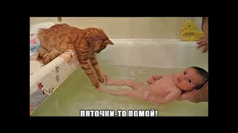 Подборка Смешная Супер Котята