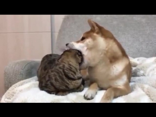 Собака ест кота