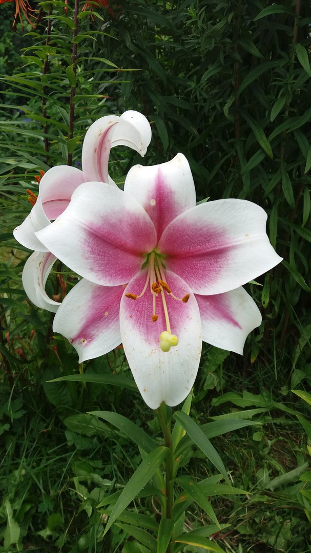 фотография из вКонтакта