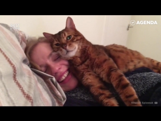 Котики любят обнимашки