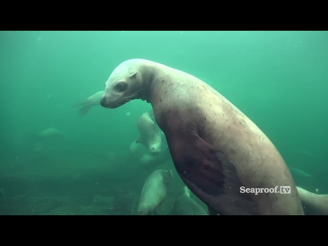 Scuba diving with sea lions at Vivian Island Hornby Island, British Columbia!