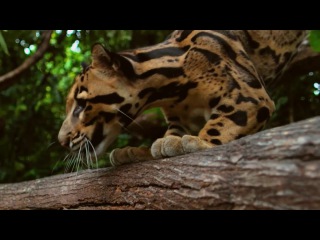 Story of Cats Real Life Tigger