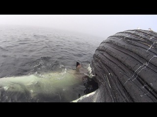 Great White Shark Feeds on Humpback Whale