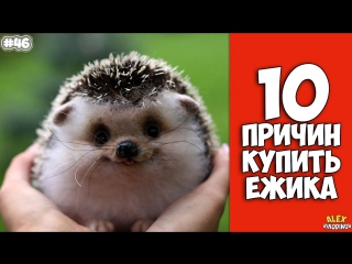 10 ПРИЧИН КУПИТЬ ЁЖИКА - Интересные факты!