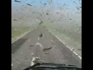 Саранча атакует