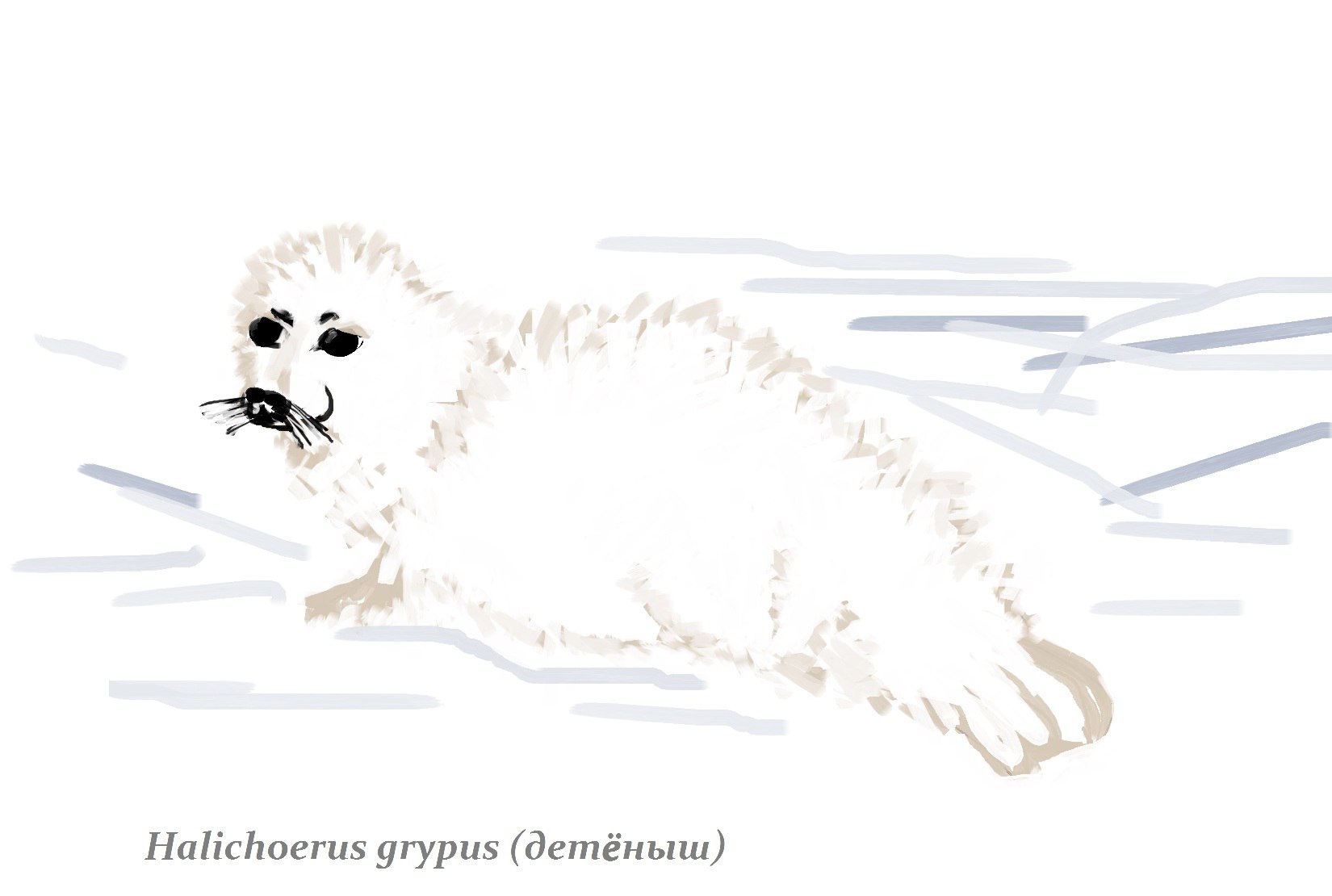 белёк