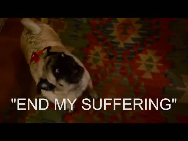 god is dead pug видео pugs god is dead pug видео pugs