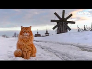 История кота Кеши — легендарного смотрителя острова Кижи