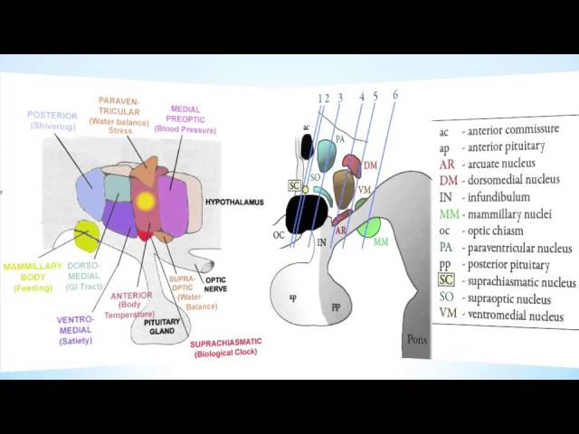 Hypothalamus Part 1