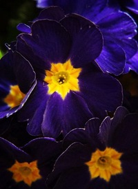 Мастерская-Татьяны Спринг