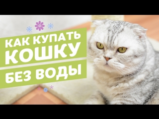 Сухой шампунь для кошек в виде спрея 8in1 Perfect Coat Waterless Shampoo