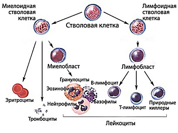 Отличие лейкемоидных реакций миелоидного типа от миелолейкоза: 