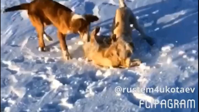 Тазы ауыздандыру