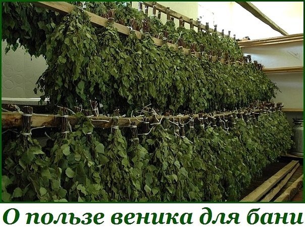 О ПОЛЬЗЕ ВЕНИКОВ ДЛЯ БАНИ. 