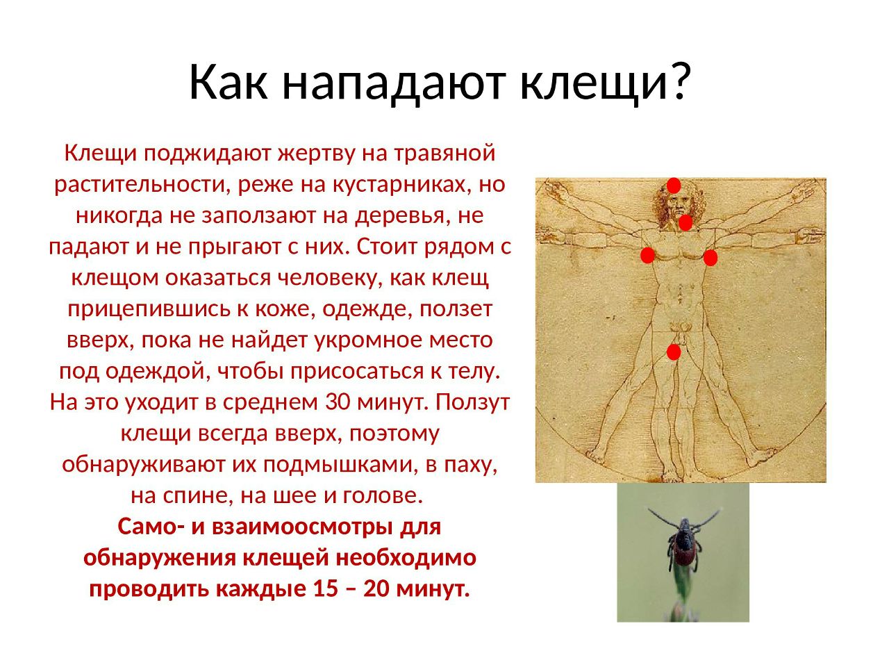 как нападают клещи
