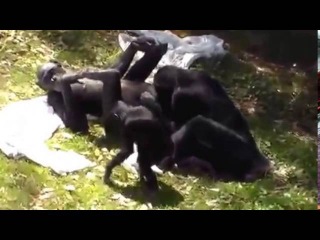 эротика видео! Секс обезьян. Камасутра отдыхает! Учитесь 18+