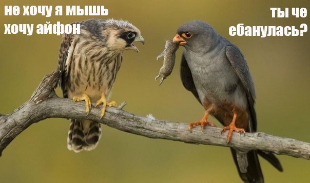 Не хочу я мышь, хочу айфон Не хочу я мышь, хочу айфон