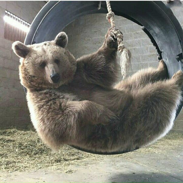 Фото: Внимание! Освободились места в мужской комнате!  <br> <br>ЦЕНТР Москвы! М. Кропоткинская, Арбатская, Смоленская! <br>До метро 5 минут спокойным шагом по арбатским переулкам. Безопасно - на пути от метро посольства, дежурят полицейские. <br> <br>Получайте удовольствие от проживания в Москве, а не стресс от транспорта до спальных районов! <br> <br>Проживание в благоустроенной, чистой квартире, с уютной гостиной, в сложившейся компании жильцов. Все проживают длительно. <br> <br>Комнаты просторные, комфортные. Удобные кровати зонированы занавесками, есть свое приватное пространство со светильником и розетками. <br>Вся бытовая техника, чай/кофе/сахар/соль/стиральный порошок - предоставляется. <br>Санузел раздельный, отличное состояние. <br>Кухня полноценная, все необходимое имеется. <br>Регулярная смена постельного белья, регулярная уборка. <br>Для 