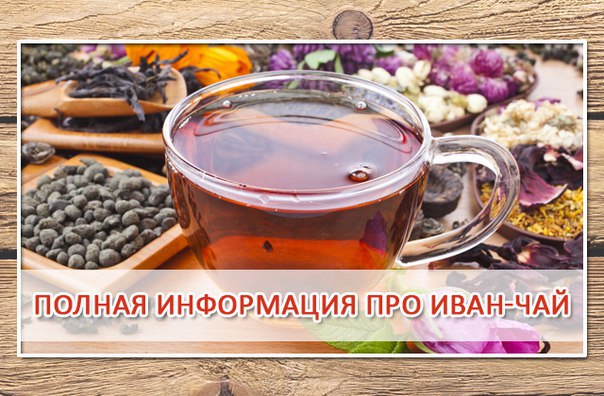 ВСЯ ИНФОРМАЦИЯ ПРО ИВАН-ЧАЙ 