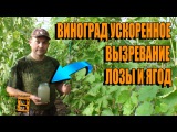 УСКОРЯЕМ ВЫЗРЕВАНИЕ ЛОЗЫ И ЯГОД ВИНОГРАДА. ВЫЗРЕВАНИЕ ЛОЗЫ ЧАСТЬ 2. ВЫРАЩИВАНИЕ ВИНОГРАДА В ТЕПЛИЦЕ.