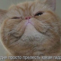 Дина Арапова