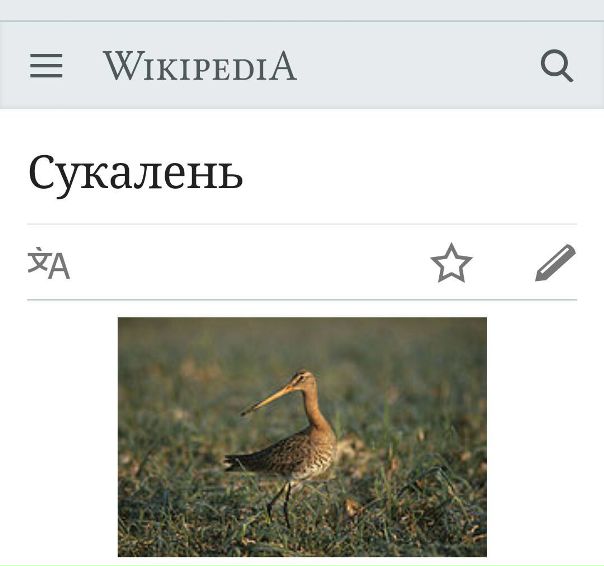 Если бы я был птицей: