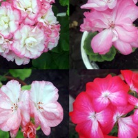 Рита Смирнова