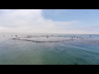 Jack O'Neill Paddle Out Drone Footage Film World Record