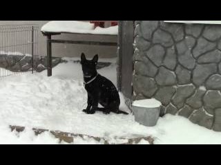 Gerri , Grem-male.FOR SALE.( f Margman Yan m. Vogerland Арлетт )