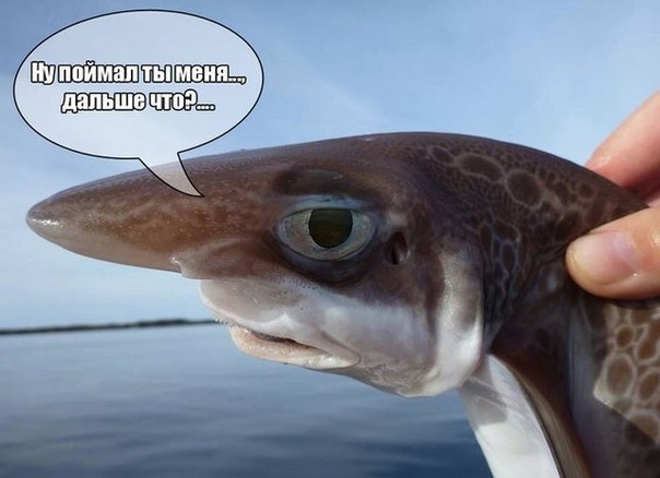 Меня мир ловил но не поймал Меня мир ловил но не поймал