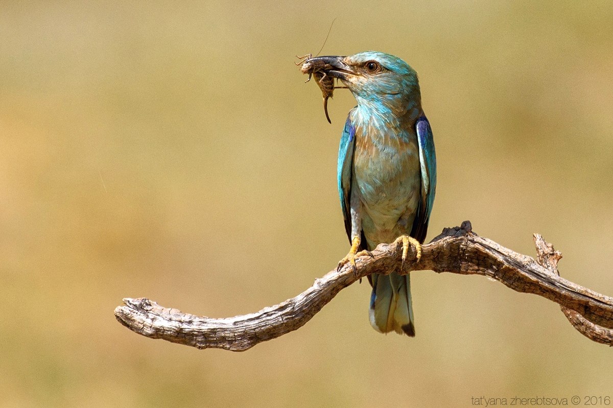 wildlife.crimea.ua
