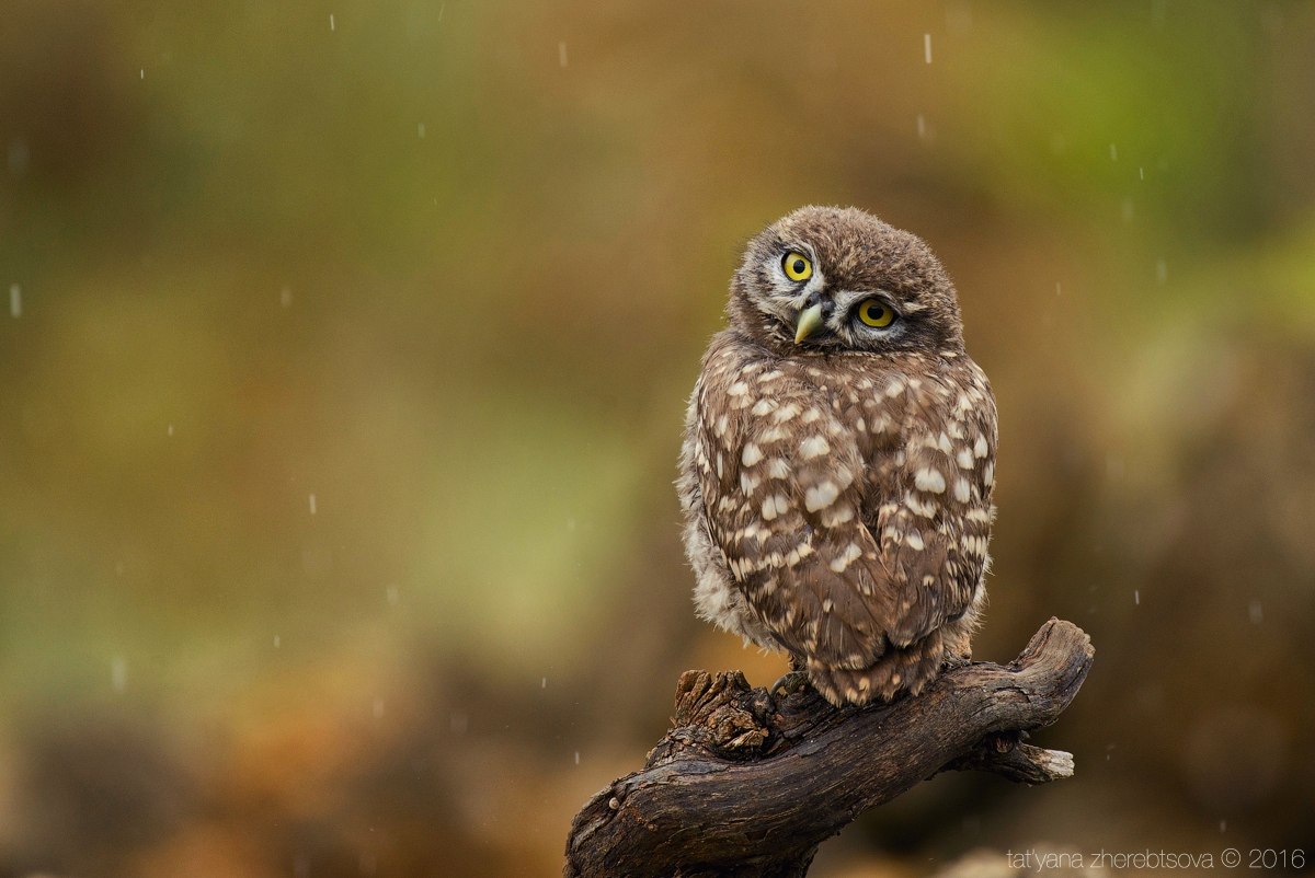 wildlife.crimea.ua