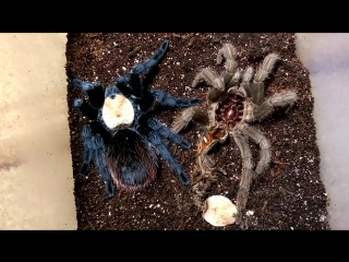 Нестандартная линька паука-птицееда - THE MOLT OF THE SPIDER TARANTULA.