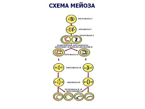 Мейоз 