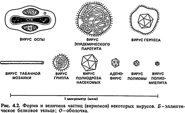 Вирусы — мельчайшие микробы, не имеющие клеточного строения, белоксинтезирующей системы, содержащие только ДНК или РНК. Относятся к царству Vira. Являясь облигатными внутриклеточными паразитами, вирусы размножаются в ци­топлазме или ядре клетки. Они — автономные генетические структуры. Отличаются особым — разобщенным (дизъюнктивным) способом размножения (репродукции): в клетке от­дельно синтезируются нуклеиновые кислоты вирусов и их белки, затем происходит их сборка в вирусные частицы. Сформированная вирусная частица называется вирионом. 