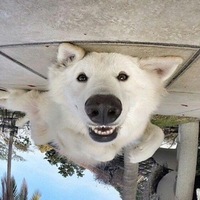 Оксана Заварцева