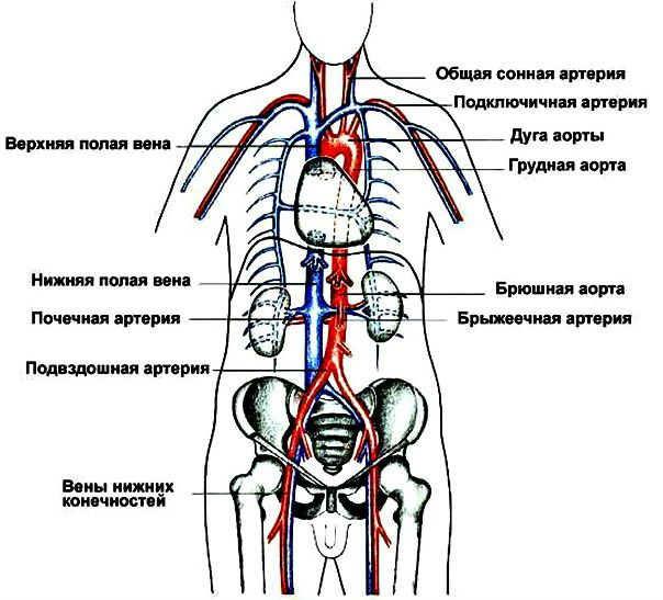 Схема главных кровеносных сосудов тела 