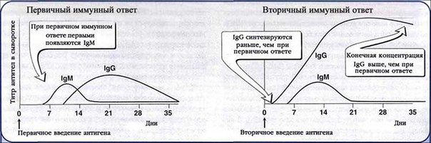 Антителообразование: первичный и вторичный ответ. Антителообразование: первичный и вторичный ответ.
