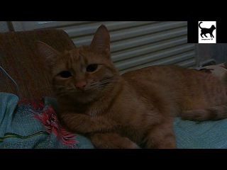 Кошка ворчит, когда я кашляю. The cat growls when I cough