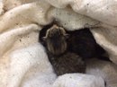 Безкота_добро
