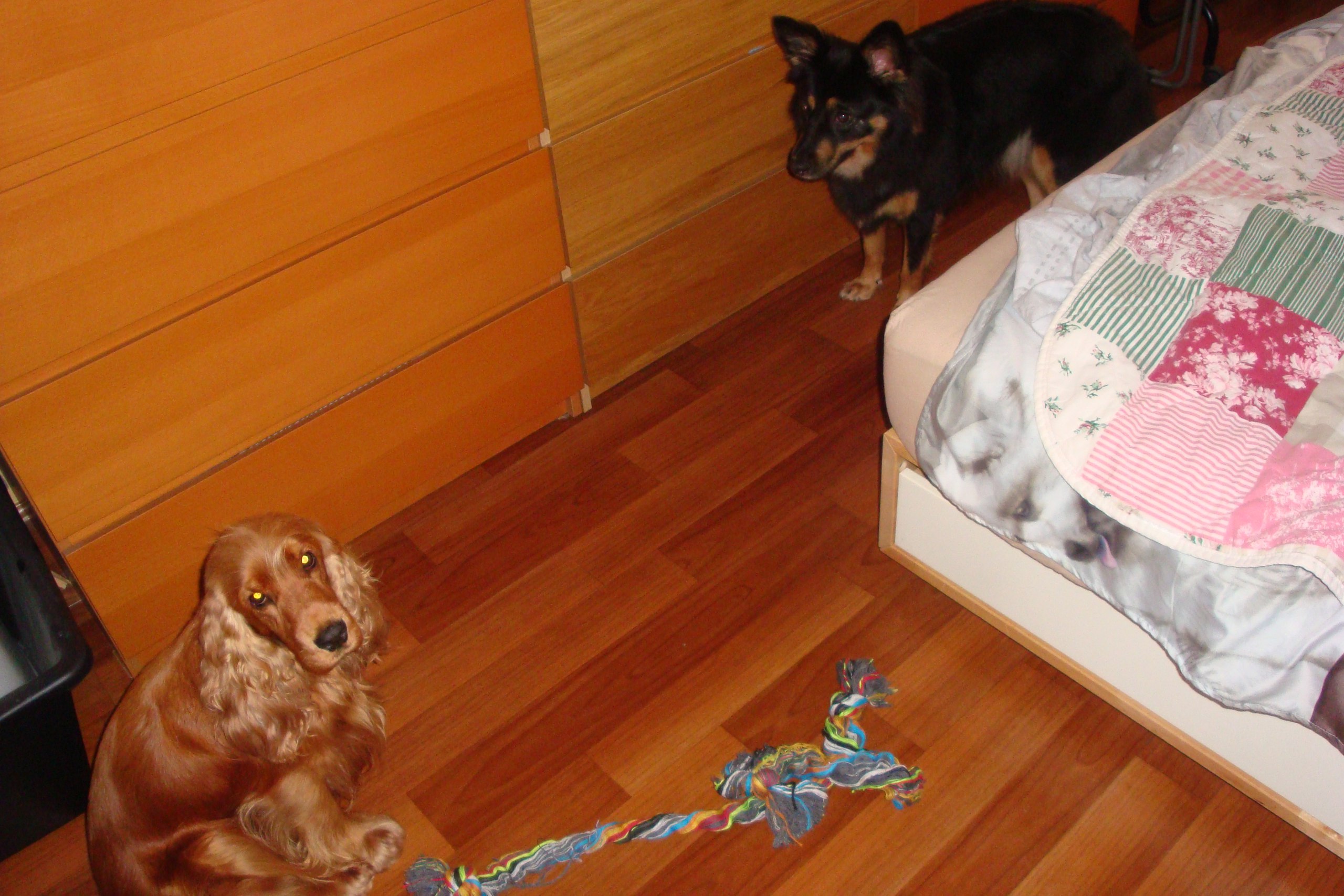 Кошки в нашей жизни. Кошки и все, что с ними связано.