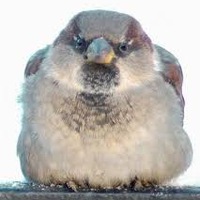 Денис Воробей | Воронеж