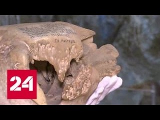 На Командорских островах обнаружили целый скелет исчезнувшей стеллеровой коровы