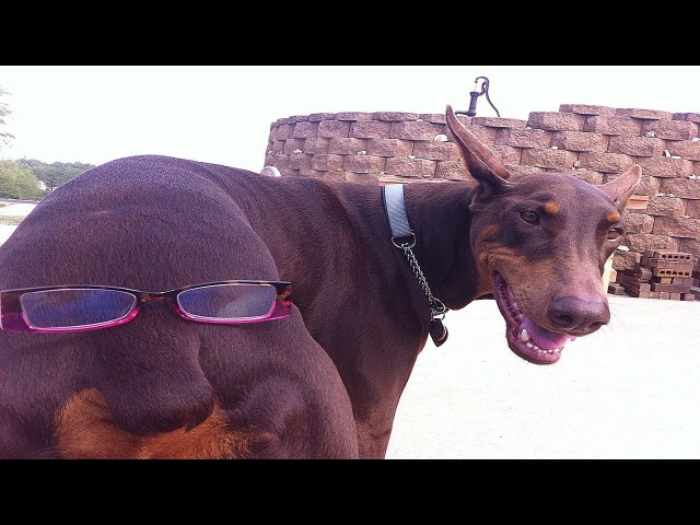 Funny Doberman Compilation NEW