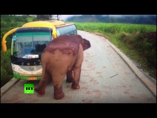 Wildlife vs transport: Elephant attacks vehicles in China